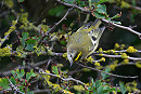Goldcrest - Thomas Willoughby.