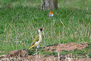 Green Woodpecker. Thomas Willoughby.
