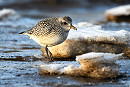 Grey Plover. Thomas Willoughby.