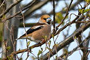 Hawfinch. Thomas Willoughby.
