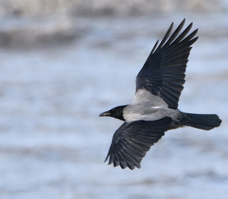 Hooded Crow. Thomas Willoughby.