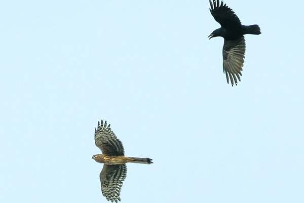Hen Harrier and friend. Thomas Willoughby.