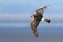 Hen Harrier. Thomas Willoughby.