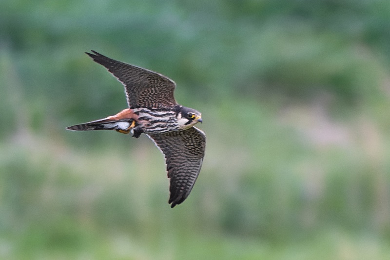 Hobby with Sand Martin. Thomas Willoughby.