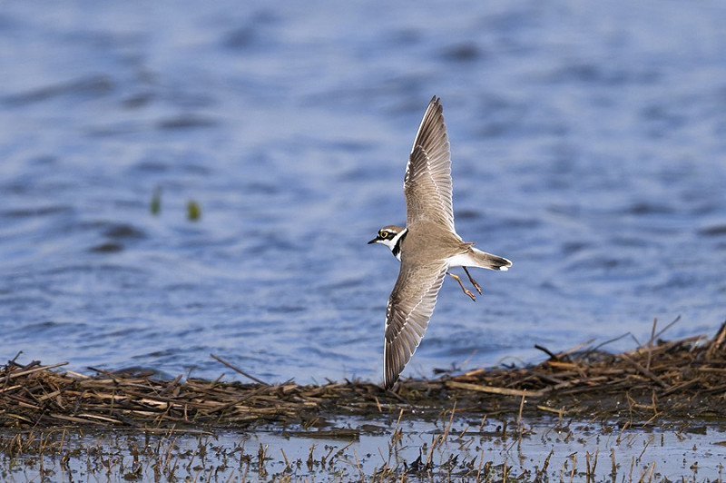 Little-ringed Plover - Thomas Willoughby.