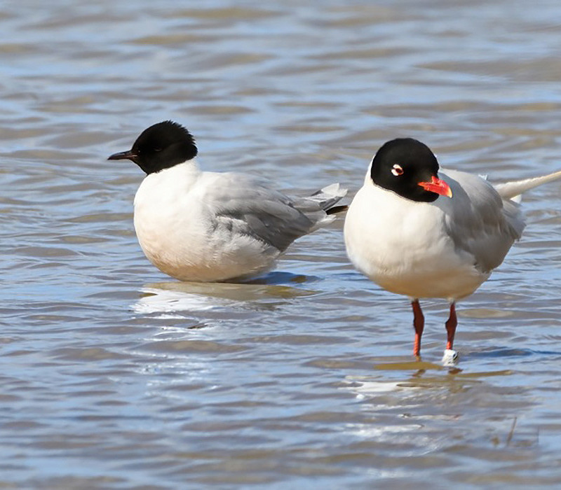 Little Gul and Mediterranean Gull. Thomas Willoughby.