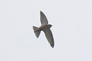 Pallid Swift - Thomas Willoughby.