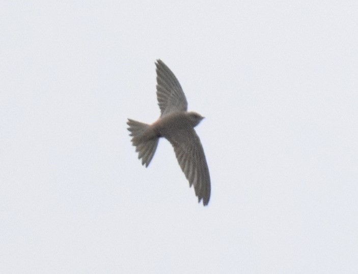 Pallid Swift - Thomas Willoughby.