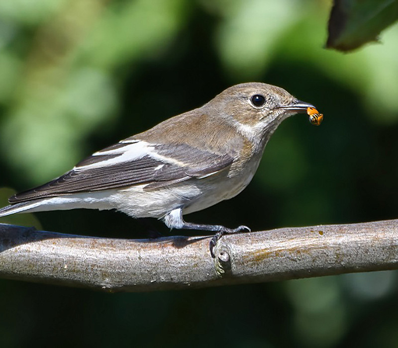 Pied Flycatcher. Thomas Willoughby.