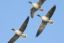 Pink-footed Geese. Tom Wright.