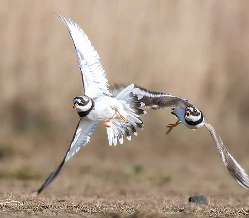 Ringed Plovers. Thomas Willoughby.