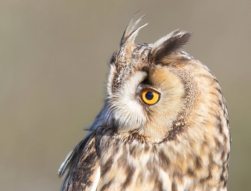 Long-eared Owl. Tom Wright.