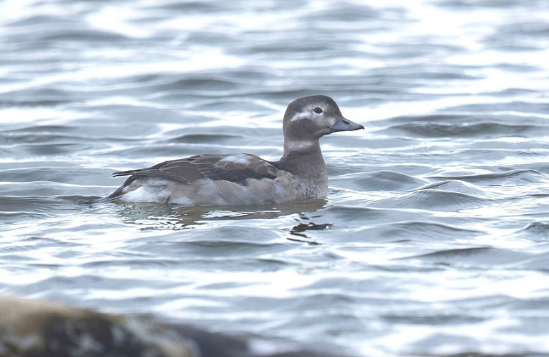 Long-tailed Duck - Tom Wright.