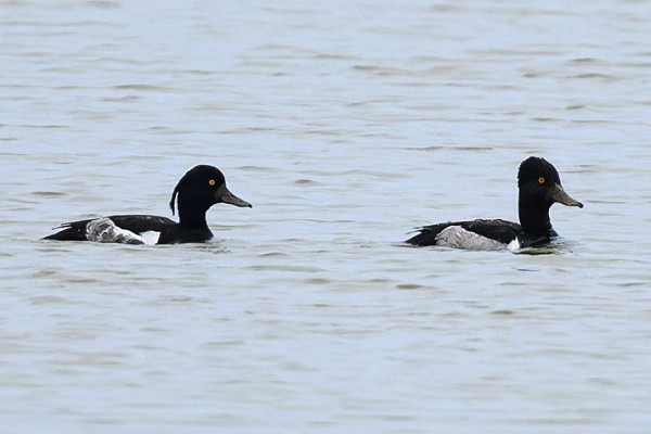 Ring-necked Duck with Tufted Duck (left) - Thomas Willoughby.