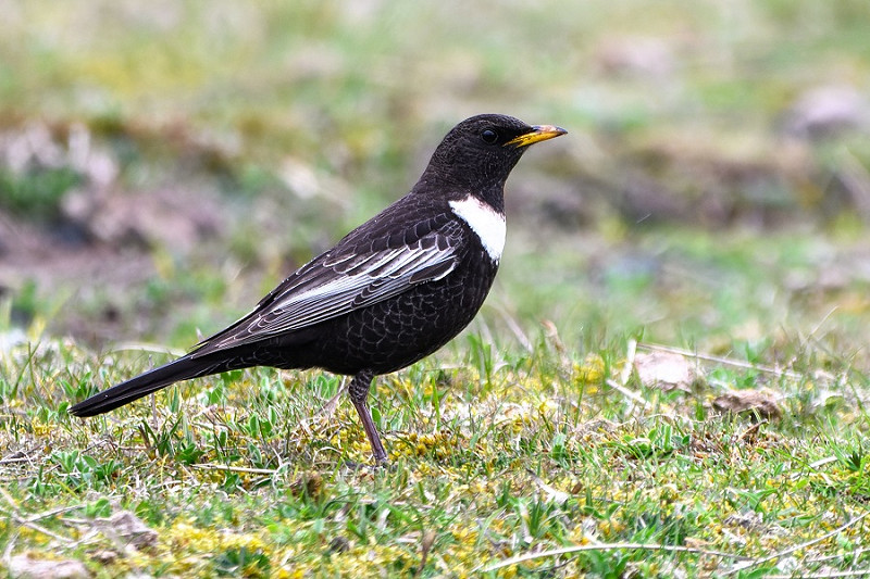 Ring Ouzel. Thomas Willoughby.