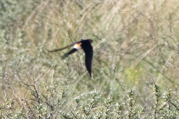 Red-rumped Swallow. Thomas Willoughby.