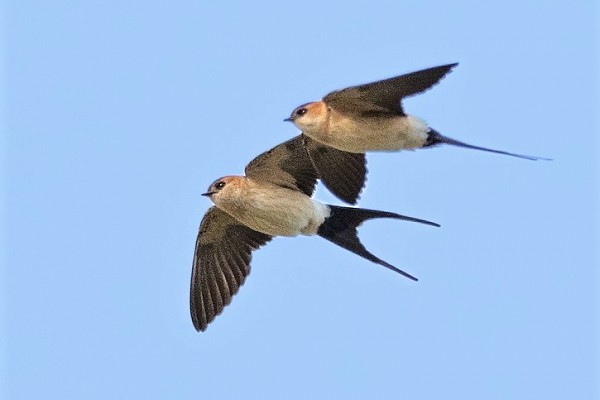 Red-rumped Swallows. Thomas Willoughby.