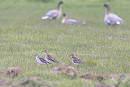 Ruff with Pink-footed Geese in the triangle. Tom Wright.