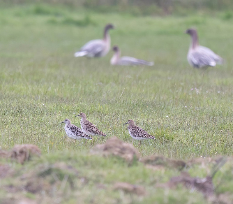 Ruff with Pink-footed Geese in the triangle. Tom Wright.