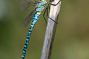 Male Southern Migrant Hawker - Tom Wright. Increasing slowly in the area.