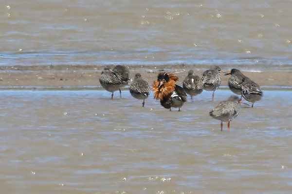 Ruff with Redshank. Thomas Willoughby.
