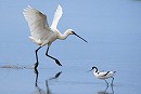 Spoonbill and Avocet. Thomas Willoughby.