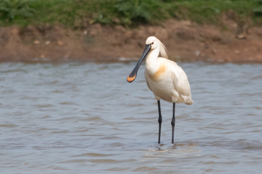 Spoonbill. Thomas Willoughby.