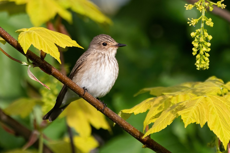 Spotted Flycatcher. Thomas Willoughby.