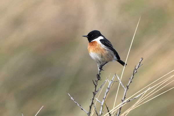 Stonechat. Thomas Willoughby. A 'rubicola' type bird, much cleaner and brighter than our usual birds.