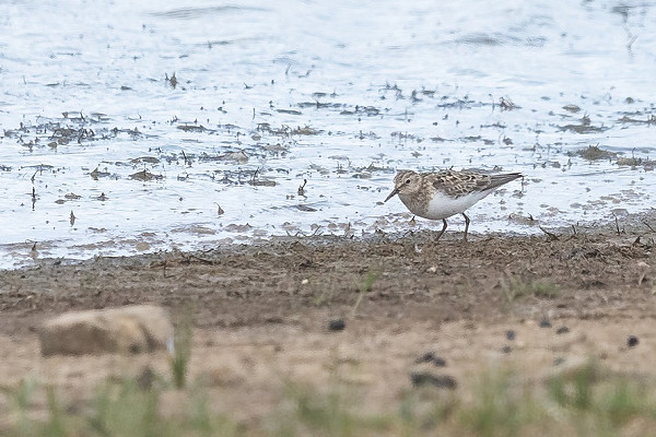 Temminck's Stint - Tom Wright. The first record for July.