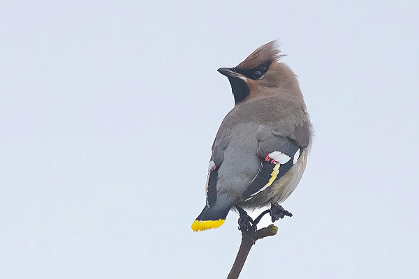 Waxwing - Tom Wright.