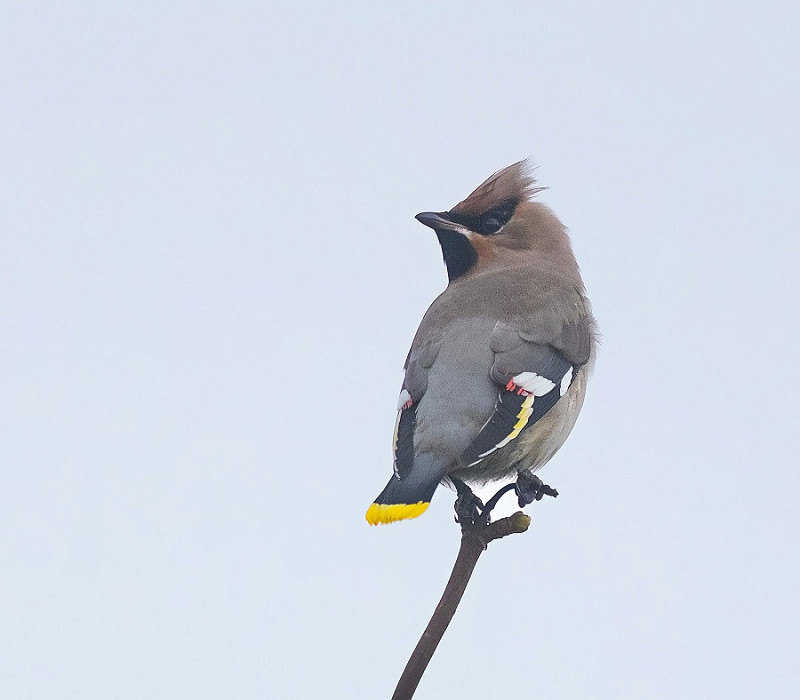 Waxwing - Tom Wright.