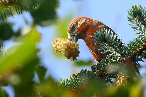 Crossbill - Thomas Willoughby.