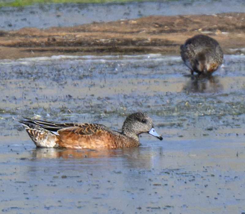 American Wigeon - Thomas Willoughby.