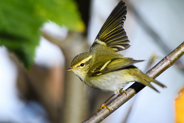 Yellow-browed Warbler, Thomas Willoughby.