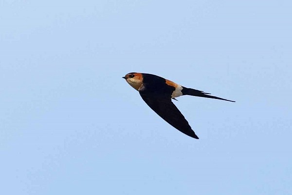 Red-rumped Swallow. John Hewitt.