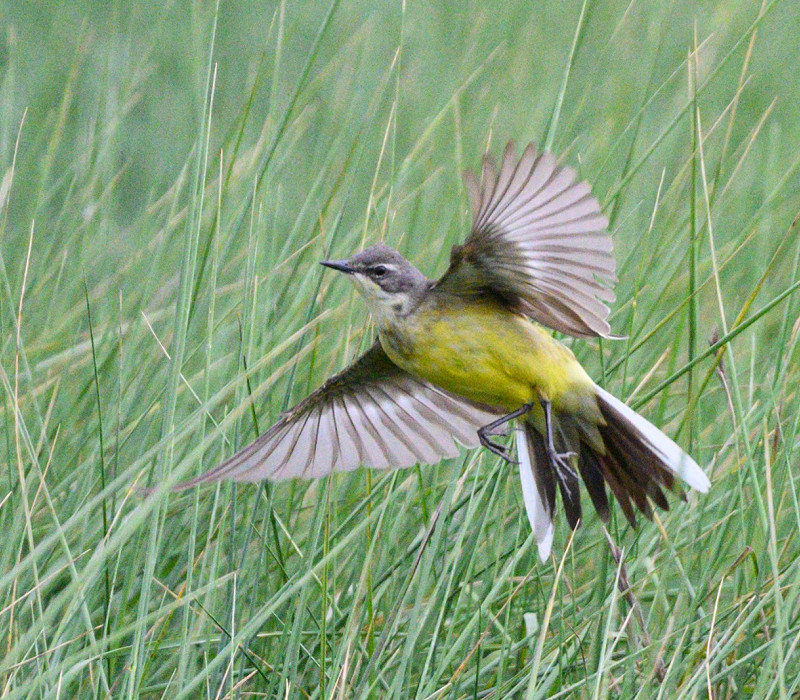 Grey-headed Wagtail - Thomas Willoughby