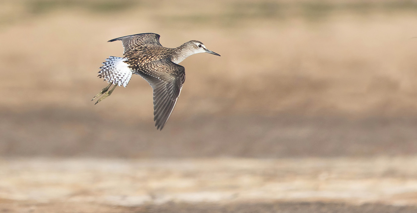 Visit the Spurn shop