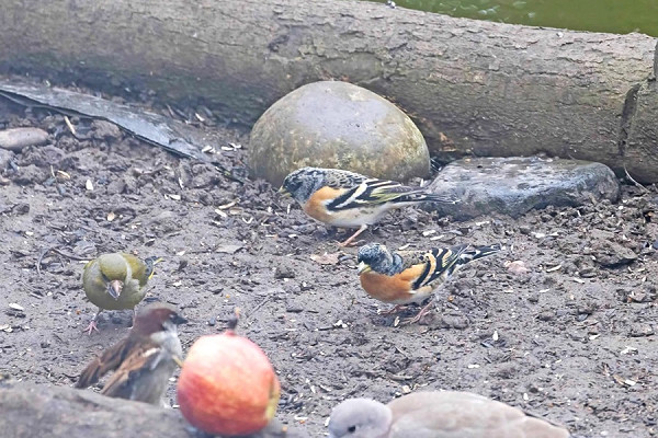 Bramblings with Greenfinch, House Sparrow and Collared Dove - John Hewitt.