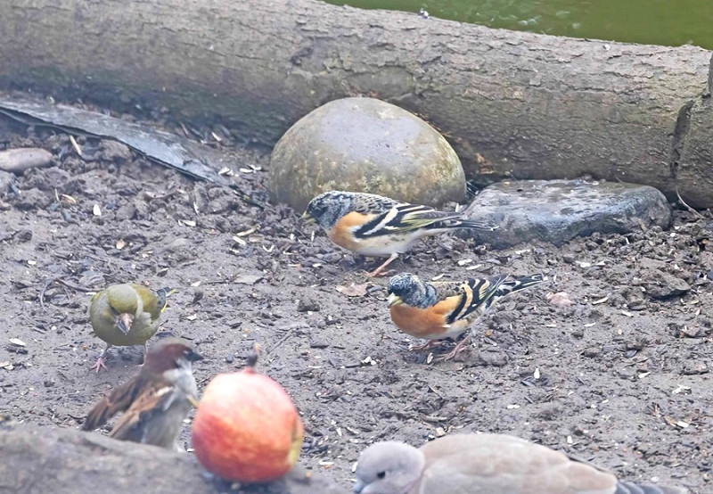 Bramblings with Greenfinch, House Sparrow and Collared Dove - John Hewitt.
