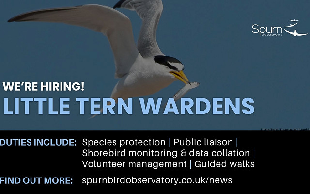 WE ARE RECRUITING - LITTLE TERN WARDENS