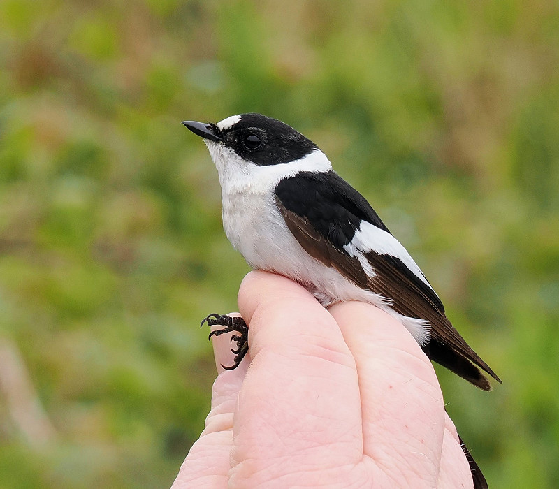 Collared Flycatcher - Paul French.  Our 4th record but the 2nd male for Spurn