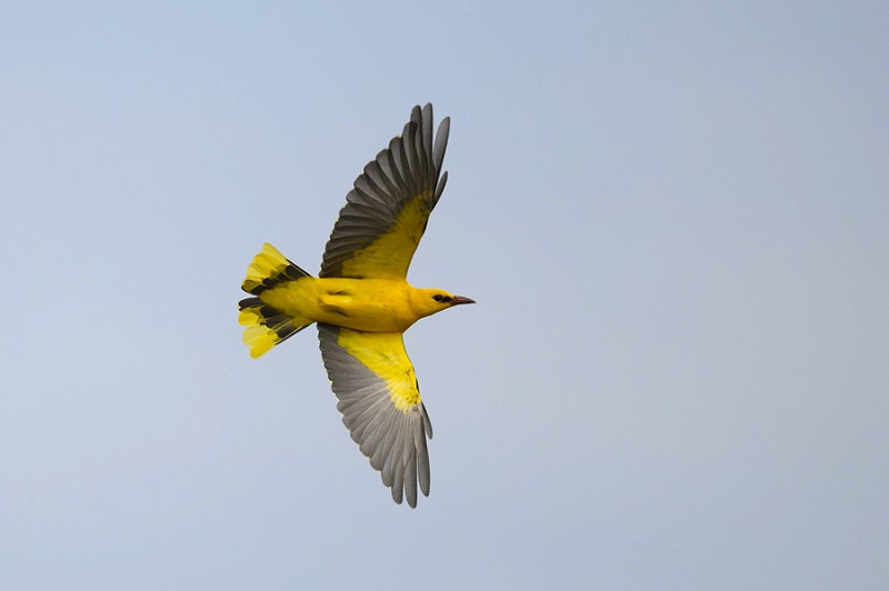 Golden Oriole - Thomas Willoughby.