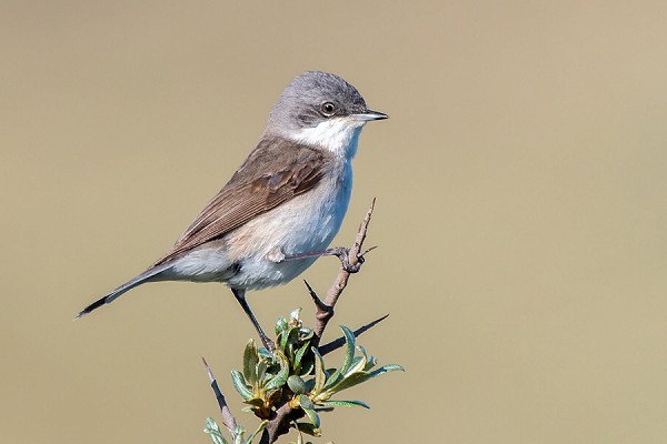Lesser Whitethroat. Thomas Willoughby.