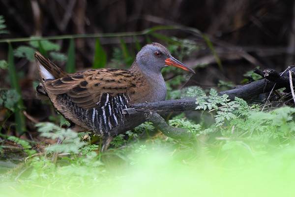 Water Rail. Thomas Willoughby.