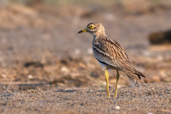 Stone Curlew. The 17th for Spurn and the first since 2004, but also the first for many years that has been 'getable' for local birders. Thomas Willoughby.