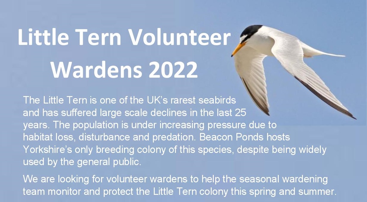 Little Tern project volunteers