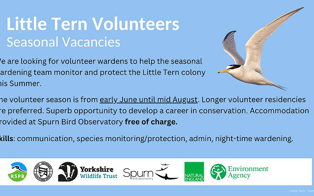 Volunteer Little Tern Warden vacancies